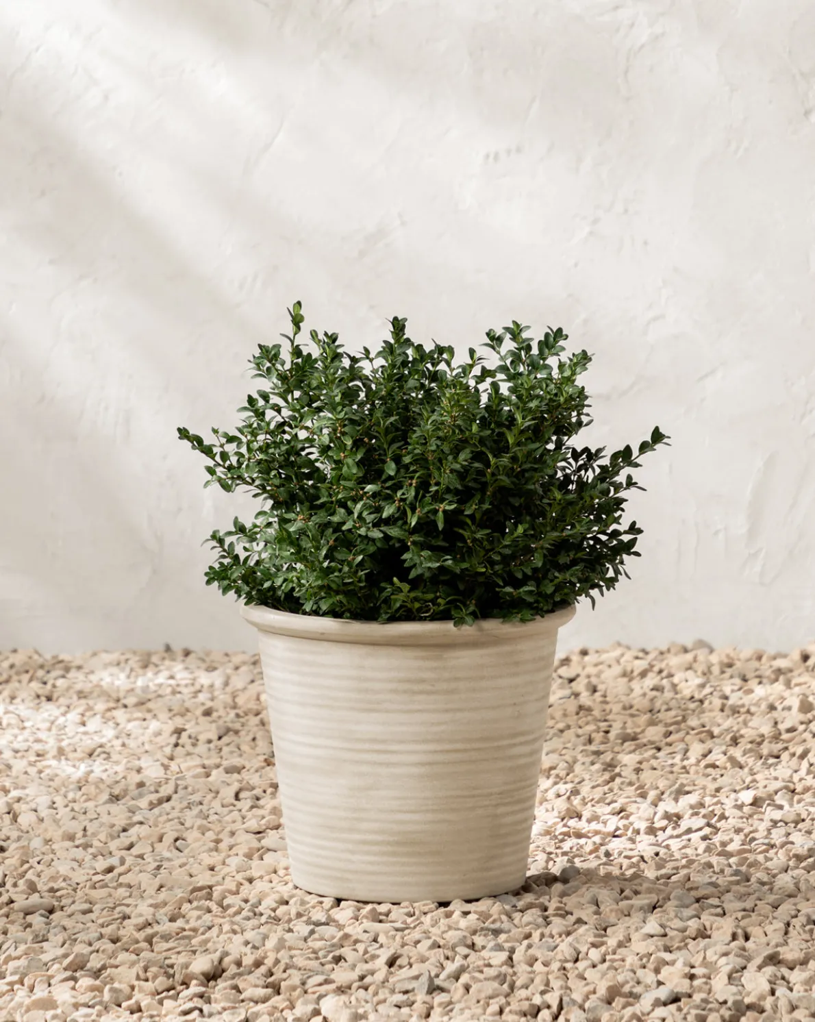 Canton Ceramic Planter