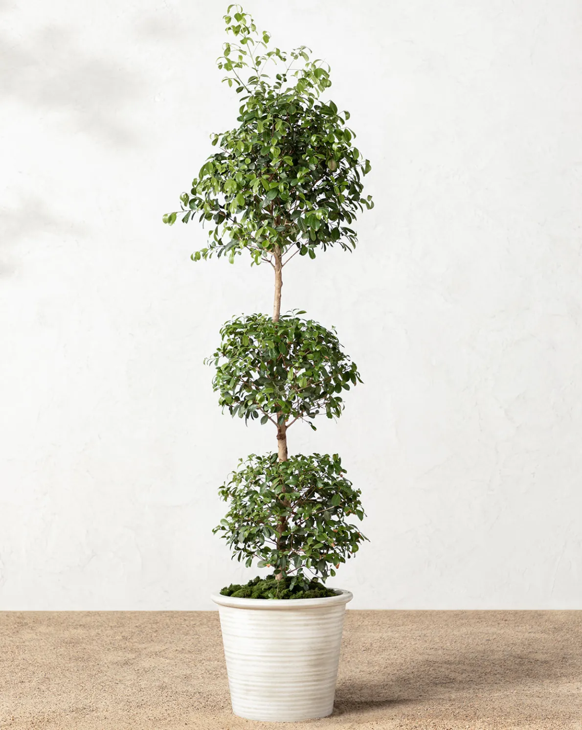 Canton Ceramic Planter