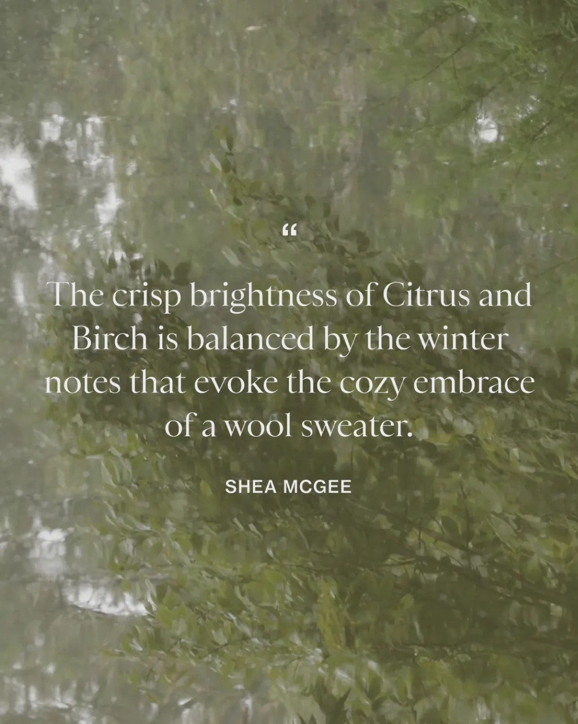 Citrus & Birch Hand Lotion