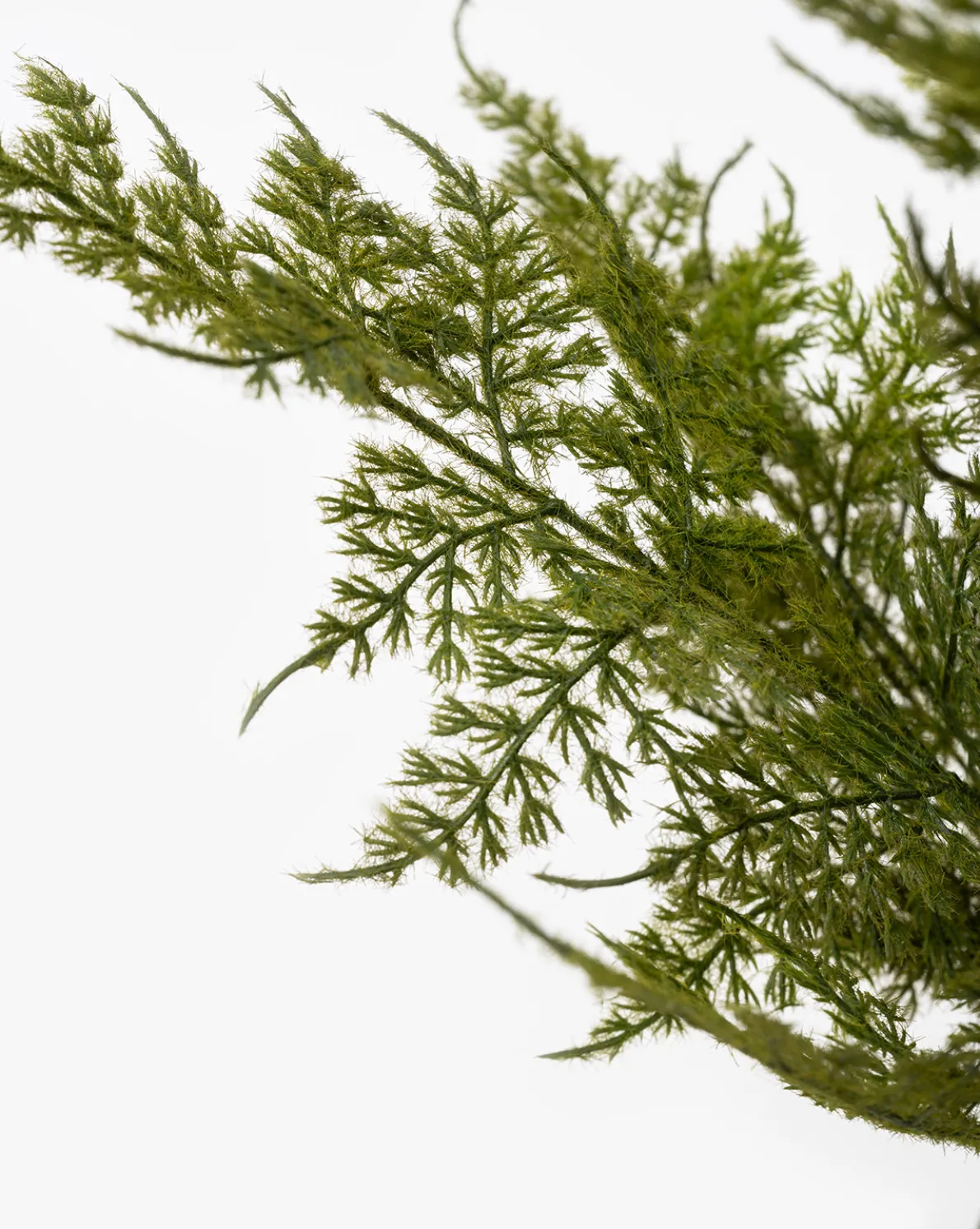 Plumosa Fern Drop-In