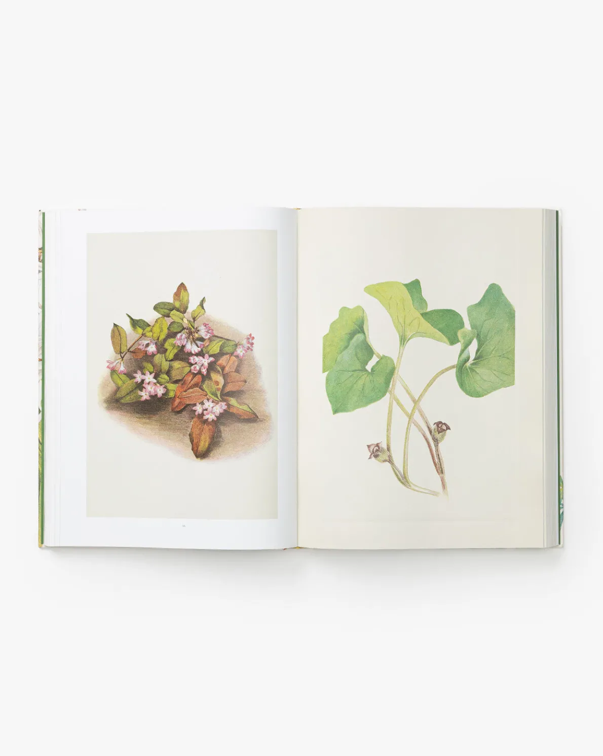 Wild Flowers of North America